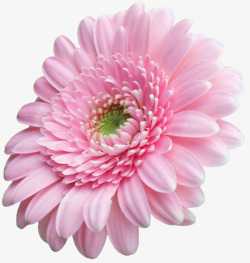 粉色菊花鲜花束粉色菊花高清图片