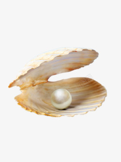 长在贝壳里的珍珠素材
