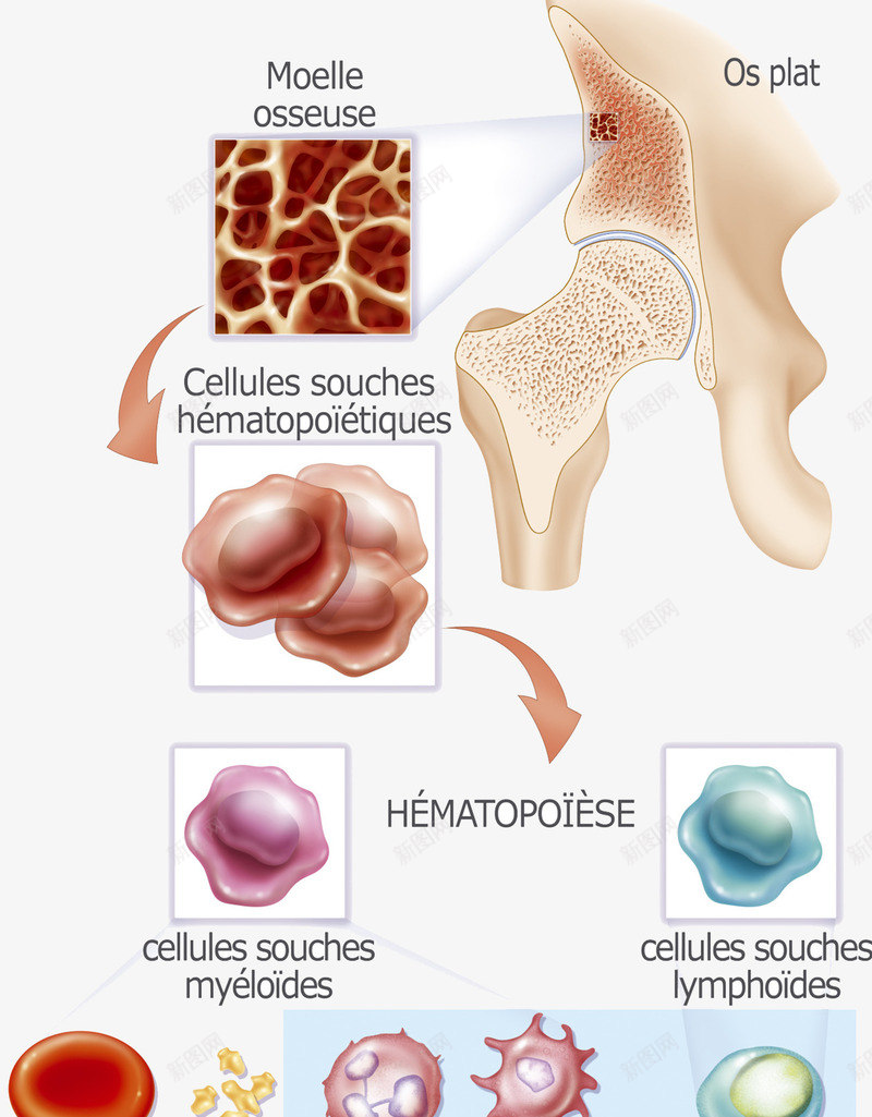 生物医学插图png免抠素材_88icon https://88icon.com 人体 干细胞 有丝分裂 骨骼