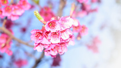 春天樱花摄影背景元素之一素材