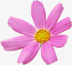 春季清新粉色美化花朵装饰素材