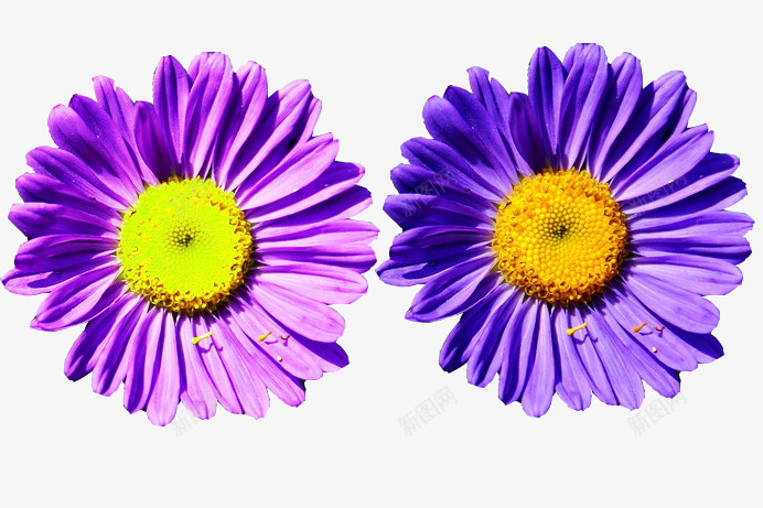 两朵紫墨菊png免抠素材_88icon https://88icon.com 两朵花 墨菊 植物 紫色 紫色花 花卉 鲜花