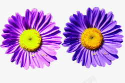 两朵紫墨菊素材