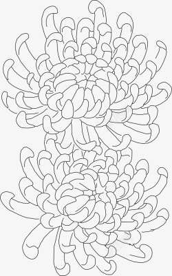 描摹两朵菊花线稿矢量图高清图片