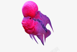 珍珠罗汉鱼向上游的罗汉鱼高清图片