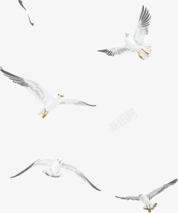 飞翔的海鸟飞翔的白色海鸥矢量图高清图片