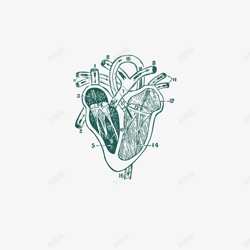 精致手绘心脏器官血管png免抠素材_88icon https://88icon.com 剖面图 医学 医疗 器官 心脏 手绘 精致 脏器 血管 血管矢量图 解剖图