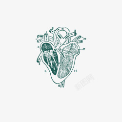 心脏解剖图精致手绘心脏器官血管高清图片