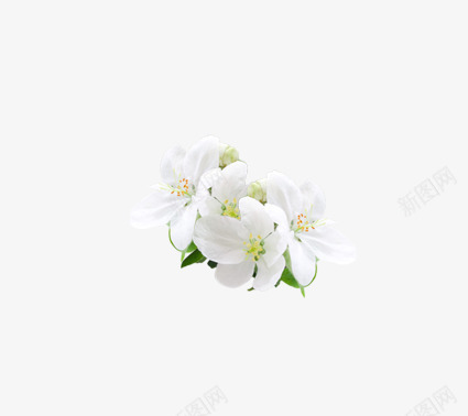 花卉png免抠素材_88icon https://88icon.com 梨花 樱花 白色花 花卉