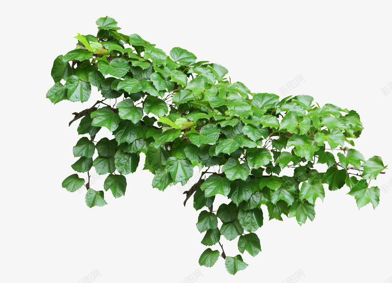 绿植png免抠素材_88icon https://88icon.com 植物 爬墙虎 绿植