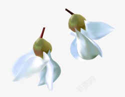 两朵白色洋槐花素材