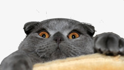 英国灰猫萌宠英国短毛猫高清图片