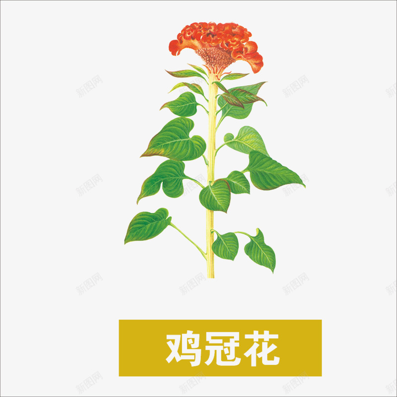 草药png免抠素材_88icon https://88icon.com 中药 中药图片 鸡冠花