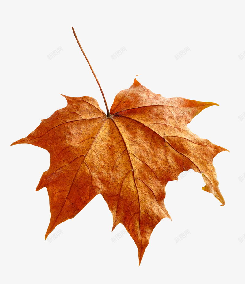 实物秋天金黄色落叶枫叶png免抠素材_88icon https://88icon.com 实物 广告设计 枫叶 海报设计 清新装饰 落叶装饰插画 金黄色落叶