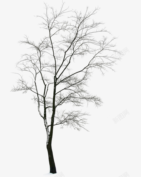 合成效果冬天的树木png免抠素材_88icon https://88icon.com 冬天 合成 效果 树木