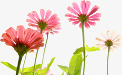 清新粉色春季植物花朵素材