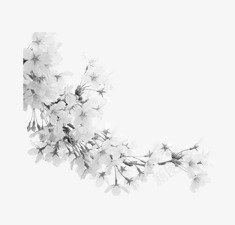 中国风白色樱花花朵素材