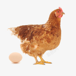 黄色的母鸡鸡下蛋高清图片