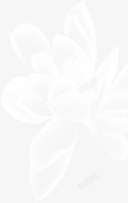 白色透明盛开花卉背景七夕情人节素材