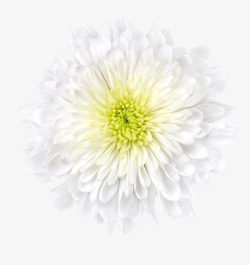 一朵盛开的白色菊花素材