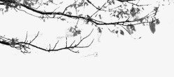 黑白树叶植物高清图片