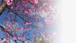 春天樱花摄影背景元素之十八素材