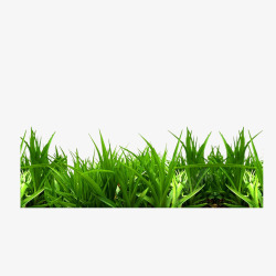 绿色青草的的草草高清图片