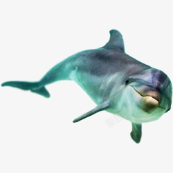 白海豚可爱海豚高清图片