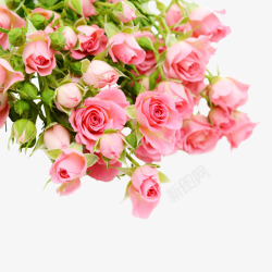 漂亮的玫瑰花粉色玫瑰花束高清图片