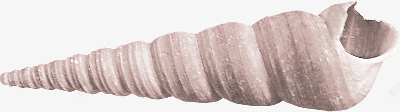 漂浮装饰海螺贝壳png免抠素材_88icon https://88icon.com 旋螺 海生物 海螺 海螺壳 箭头螺 贝壳