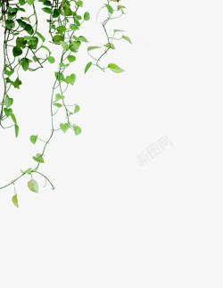 绿色藤条绿色藤蔓高清图片