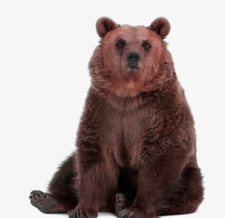 黑熊野生动物可爱的棕熊高清图片