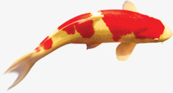 游动的红斑金鲤鱼中秋素材
