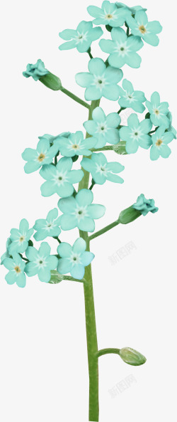 淡蓝色花朵素材