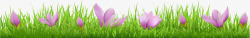 草丛紫色兰花素材
