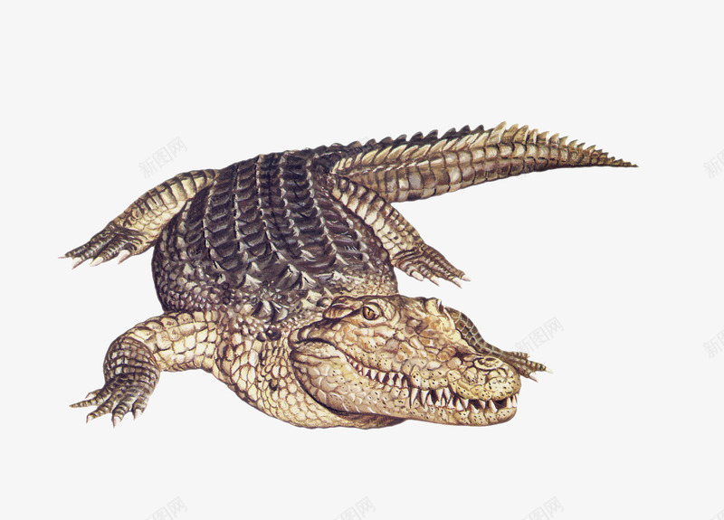鳄鱼动物png免抠素材_88icon https://88icon.com 凶猛 动物 爬行动物 生物 鳄鱼