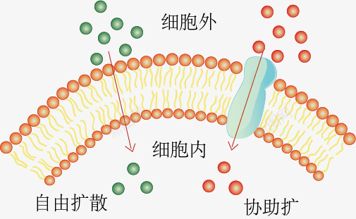 自由扩散与协助扩散示意图png免抠素材_88icon https://88icon.com 教学 生物 示意图 自由扩散与协助扩散