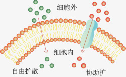 自由扩散与协助扩散自由扩散与协助扩散示意图高清图片