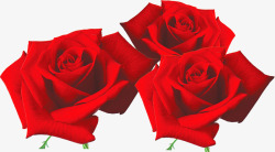 红玫瑰婚庆素材