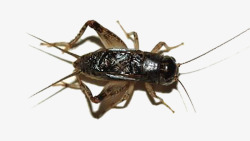 蝈蝈蟋蟀高清图片