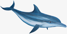 蓝色流畅线条海豚png免抠素材_88icon https://88icon.com 流畅 海豚 素材 线条 蓝色