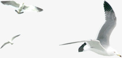 飞翔的三只海鸥素材