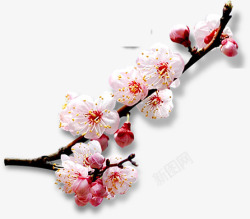 春季清新粉红色桃花素材