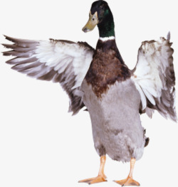 毛绒绒的展开翅膀的鸭子高清图片
