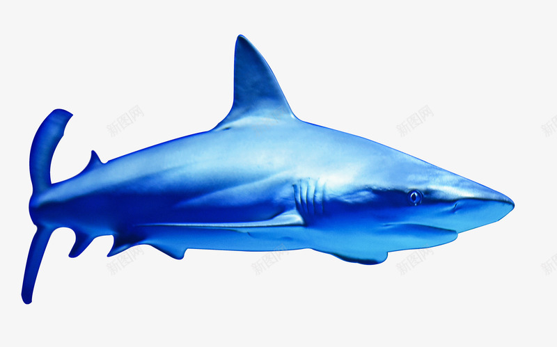 海洋大鲨鱼sharkpng免抠素材_88icon https://88icon.com shark 海洋 海鲜 鲨鱼