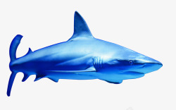 海洋大鲨鱼shark素材