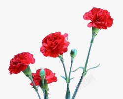 鲜艳的红花和花苞素材