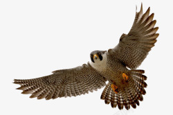 勐禽素材有巨大翅膀的苍鹰高清图片