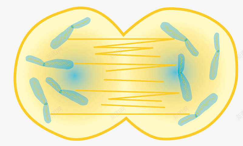 生物细胞有丝分裂psd免抠素材_88icon https://88icon.com 基因重组 有丝分裂 染色体 生物学