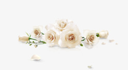 白色梦幻玫瑰花花瓣素材